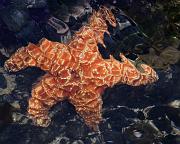 Sea Star 1603